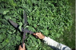 Wann Hecke schneiden: Der richtige Zeitpunkt für einen gepflegten Garten